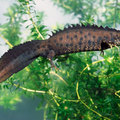 Great-crested-newt-431x300-thumb