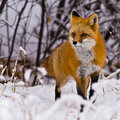 Fox-in-snow-thumb