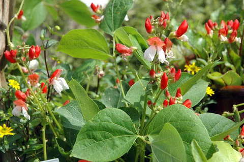 090808_d70_033_-medium