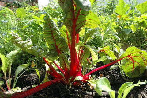 090808_d70_072_-medium