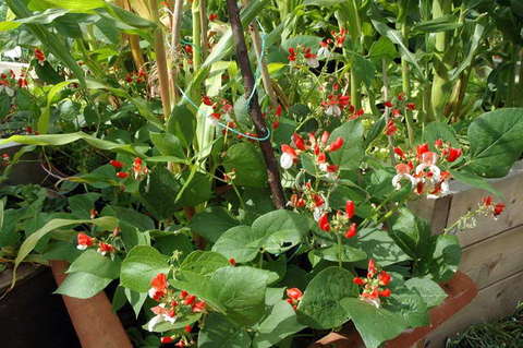 090808_d70_080_-medium