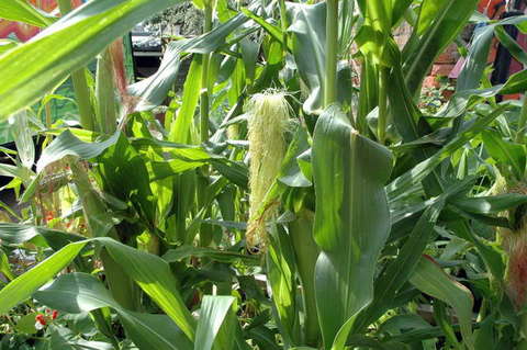 090808_d70_098_-medium