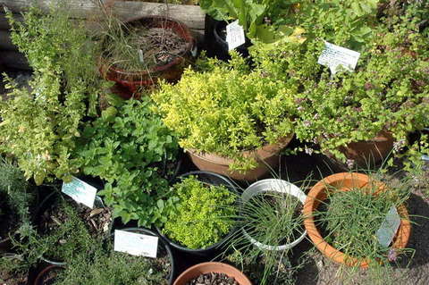 090808_d70_122_-medium