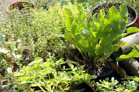 090808_d70_128_-medium