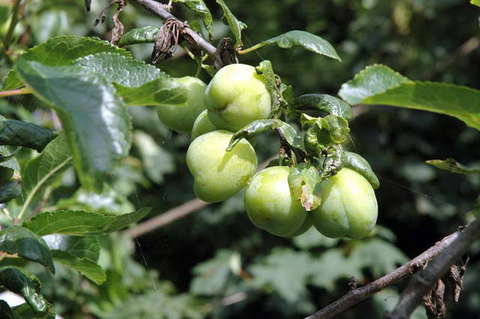 090808_d70_135_-medium