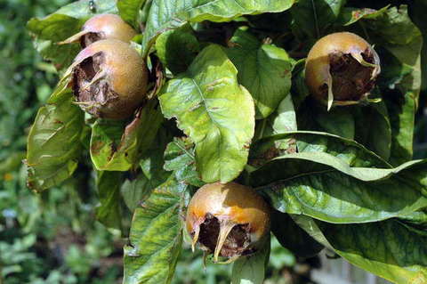 090808_d70_142_-medium