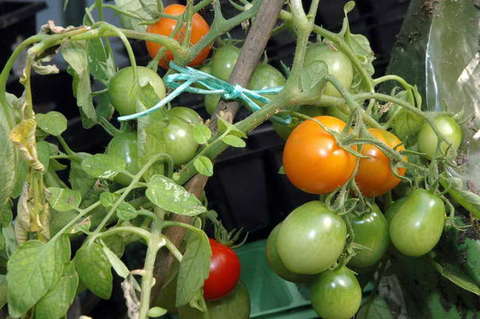 090808_d70_191_-medium