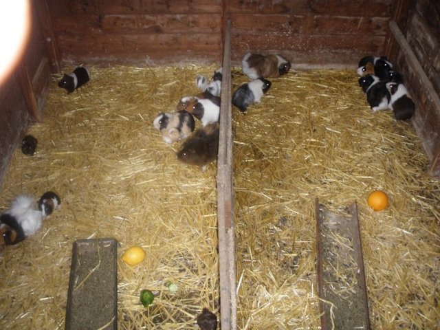 Guinea_pig_area-medium