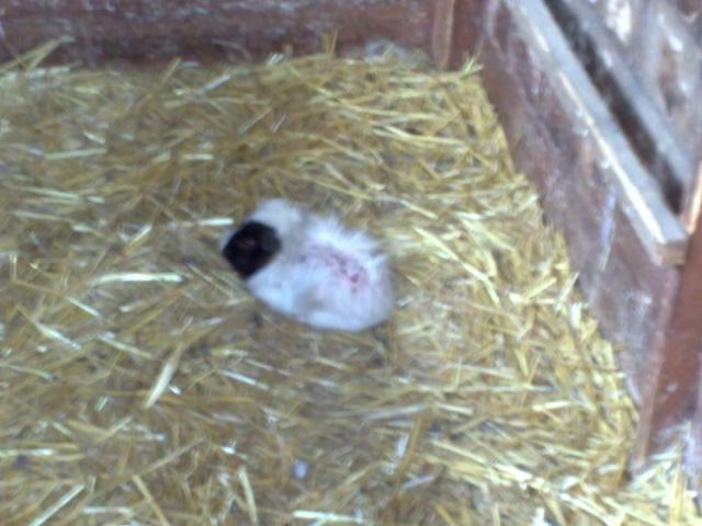 Guinea_pig_with_infection_just_left-medium