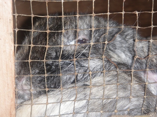 Rabbit_with_tick_in_eye__resized_-medium