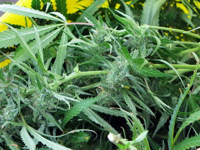 100718_g9_063-medium