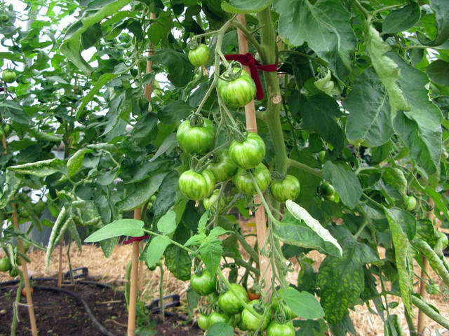 100726_g9_123-medium