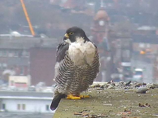 130320_d300s_103-medium