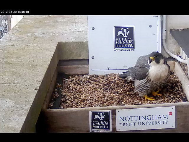 130320_d300s_104-medium