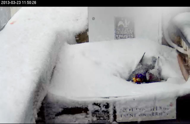 Peregrine_snow_1_640-medium